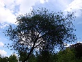 Drachenburg